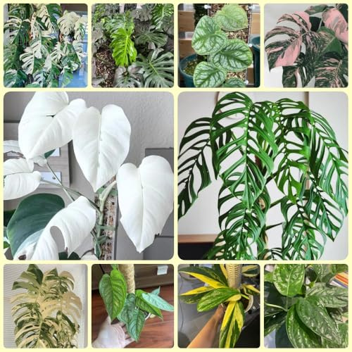 Semillas de Monstera, semillas de jardín trepadoras Semillas de Monstera Deliciosa Variegata, de interior purificadoras de aire Las perennes son 300pcs