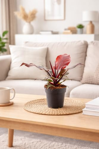 Philodendron Sunlight – Tropische Zimmerpflanze mit leuchtend grünem Laub | pflegeleicht & luftreinigend | 15-20 cm Gesamthöhe | Baumfreund/Baum-Philodendron
