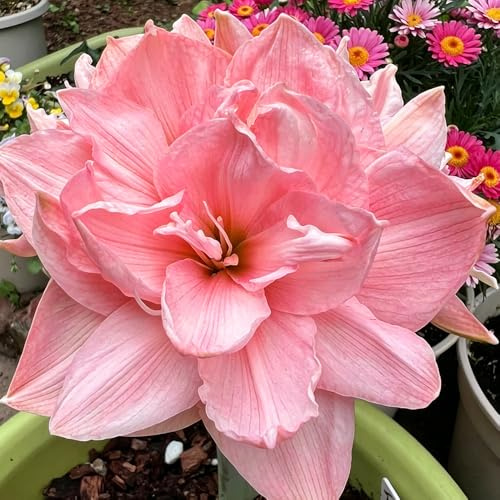 amaryllis 8zwiebeln gartenblumen