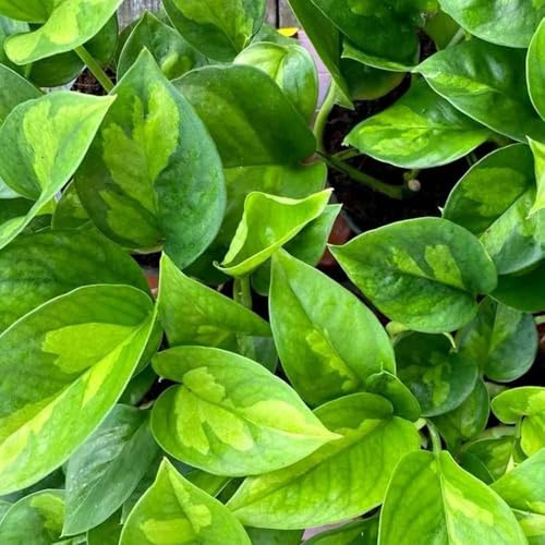 interior de hiedra - semillas Jardín de con oficina Balcón cama elevada verdes Semillas hiedra para 150pcs