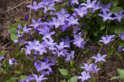 Campanula poscharskyana, blue bellfower plant