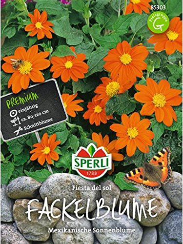 Fackelblume Tithonie Fiesta del Sol