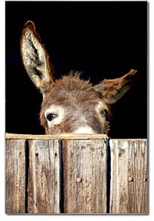 banjado Glas Magnettafel (50 x 75cm) - Magnetwand Glas - Magnetpinnwand als Memoboard - Pinnwand Magnettafel Küche, Büro, Kinderzimmer - Esel