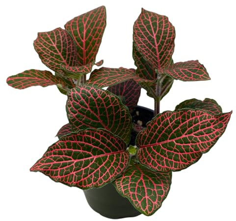 BubbleBlooms Red Fittonia Albivenis Nerve Plant in a 4 inch Pot Silver Net Leaf, Mosaic Jewel Creeping Indoor Plant verschaffeltii