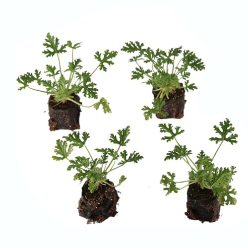 Plantas de GERANIO ANTIMOSQUITOS Set de 4 Unidades Vivas Plantas Naturales de Interior y Exterior