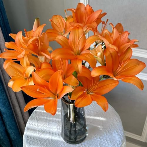 Bulbi di giglio resistenti, giardino balcone 6pcs