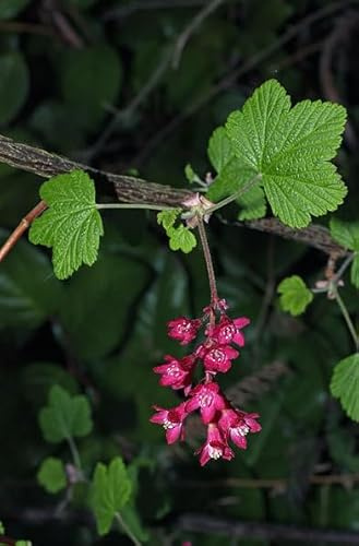 Red Currant Tree Live Plant, Live Currant Bush Shrub Currant Plant Live Starter Plant