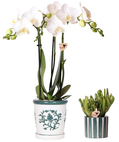 Kolibri Orchids | Set aus weißer Orchidee Amabilis im Malaga-Topf und Sukkulente im Painted Stripe-Topf grün - Topfgröße Ø9cm & Ø6cm | blühende Zimmerpflanze - frisch vom Züchter