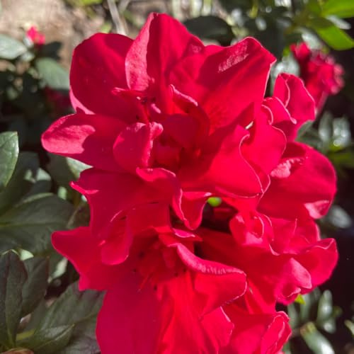 Live Red-Pink Azalea Plant, Cold Hardy Azalea Plant, Reblooming Flowering Azalea Shrub, Rhododendron Like, Azalea Bush for Outdoor Gardening