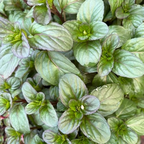 semillas de menta orgánica silvestres resistentes para jardín, perennes 300pcs
