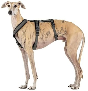 3-Point Anti-Escape, Anti-Pull Harness - Ideal for Sighthounds: Italian Greyhound, Whippet, Greyhound, Podenco - Safe, Breathable, and Durable - Perfect for Walking and Running, Antracita, XL