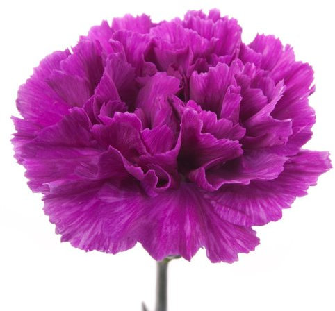 25 Carnation Violet Seeds - Violet Dianthus Caryophyllus - 25 Seeds