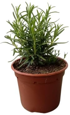 Romero – Planta aromática Natural para Cultivar en el Jardín o la Maceta