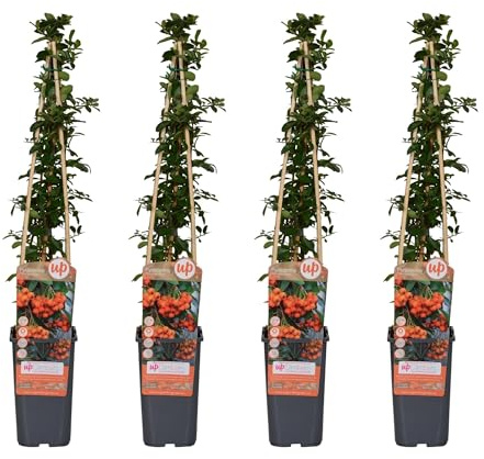 Feuerdorn Orange Glow – Pyracantha – Ø15 cm – 65 cm hoch – 4 Pflanzen – Frosthart – Beerenpflanze – Hecke & Gartenakzent