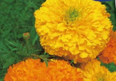 Pcs - 150x Samtblume Haut Crackerjack Mix Tagete Jardin Plantes - Graines K354 - Seeds & Plants Shop by Ipsa