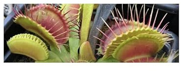 Stk - 5x Dionaea muscipula WB9 Venusfliegenfalle Pflanzen - Samen B1282 - Seeds & Plants Shop by Ipsa
