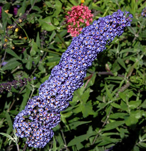 Schmetterlingsstrauch Adonis Blue 40-60cm - Buddleja - lebende Gartenpflanze aus den Baumschulen