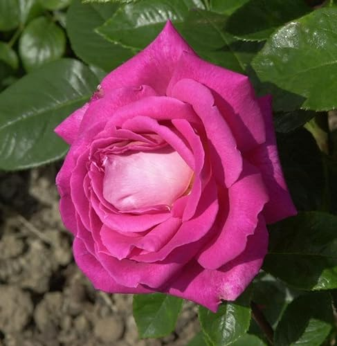 Romantikrose Eden Rose® 30-60cm - lebende Gartenpflanze aus den Baumschulen