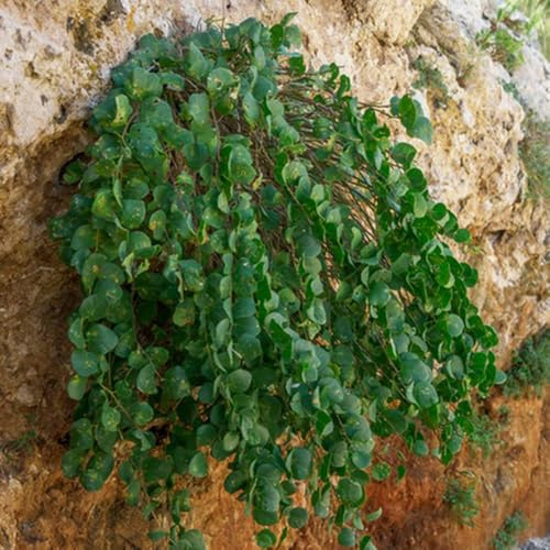 cespuglio di capperi coltivazione di rampicanti Capparis spinosa sospese decorazione recinzione viticci giardino da interno, da appendere al balcone 250semi