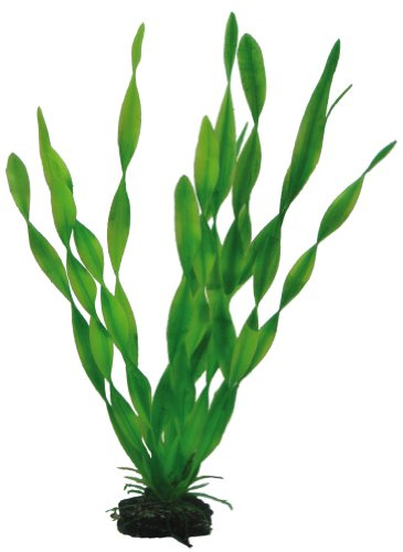 Hobby Vallisneria – 34 cm