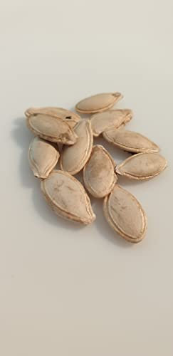 10 graines à semer - Le Grenier d'Abondance - COURGETTE Ronde de Nice - Curcubita Pepo