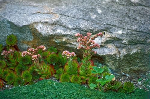 Sempervivum montanum 9x9 cm Topf – Winterhart, Immergrün, Pflegeleicht – Berg-Hauswurz – Bodendecker für Steingarten & Dachbegrünung