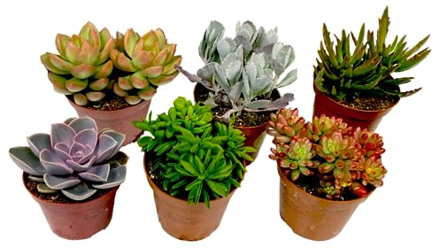Plant in a Box - Mini-Sukkulenten - 6er Mix - Zimmerpflanzen - Dekorativ und sehr Pflegeleicht - Topf 5,5cm - Höhe 5-10cm