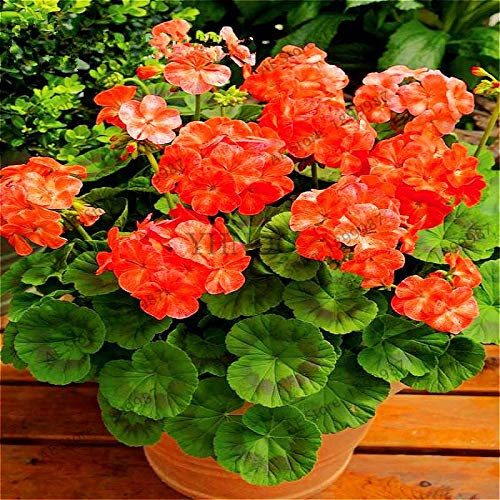 Kalash New 100pcs Geranium Flower Seeds for Gardening Orange