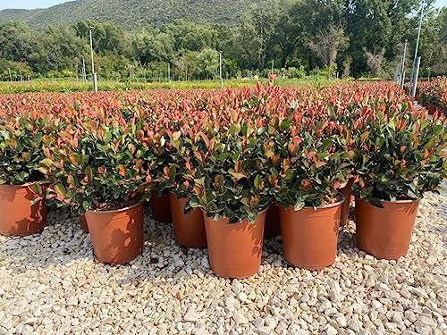 Photinia x Fraseri Red Robin Nana Vaso 19
