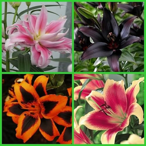 Lilium Candidum bulbi,Profumato,Perenni,Perfetto per le vacanze,Da piantare in giardino,Giglio bulbi,lilium bulbi giganti(Steli grandi,senza semi,non artificiali)-2bulbi-D