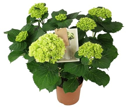 Hortensia Blanca Natural Planta Perfumada y Decorativa para el Jardín