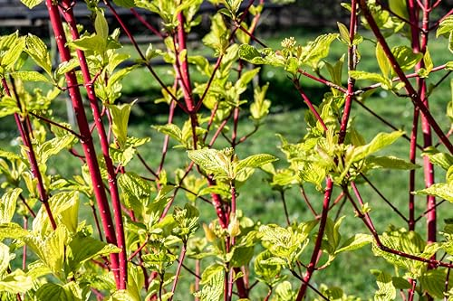 1st. Cornus alba ‘Sibirica’ 60-80cm im Topf Rotholz