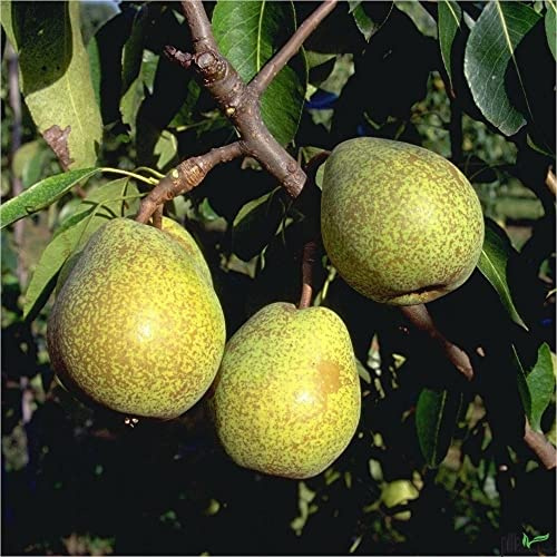 Birnenbaum Pyrus communis Terrassenobst Köstliche von Charneux - Liefergröße 80-120 cm | Wuchshöhe 200-300 cm | Wuchsbreite 200-300 cm