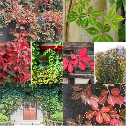 Vito selvaggio resistente - semi da giardino - Serie di giardino rare Parthenocissus tricuspidata trepadoras crescita rapida, perenne 1500pcs