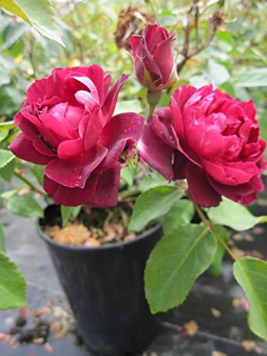 Englische Rose Cardinal Hume ® - Rosa Cardinal Hume® - purpurrot - Duft+ - Harkness-Rose