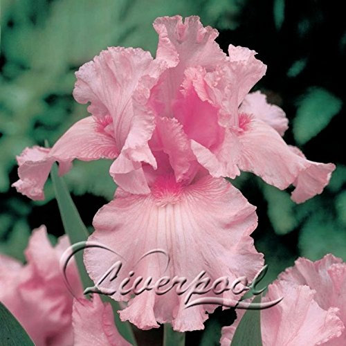 5 Iris Semi, popolare Fiori giardino perenne, Fiore splendido taglio 5 Pink Iris