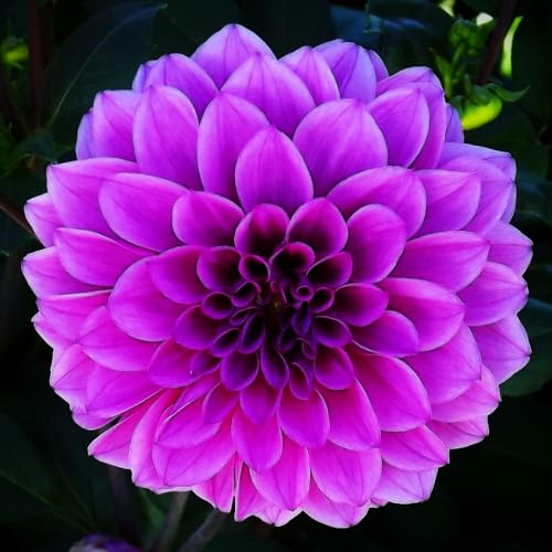 Dahlienknolle : Dahlia - Dahlie Dekodahlie  Melissa Anna Marijke  1 Knolle/Rhizom