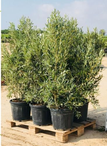 Olivenbaum Olea Europaea Strauchform Immergrün Winterhart bis -18°C ideal für Garten & Balkon