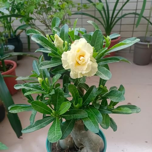 semillas de rosa del desierto balcón con parterre de semillas arbustos resistente prados silvestres balcón invernadero jardín bonsái 55pcs