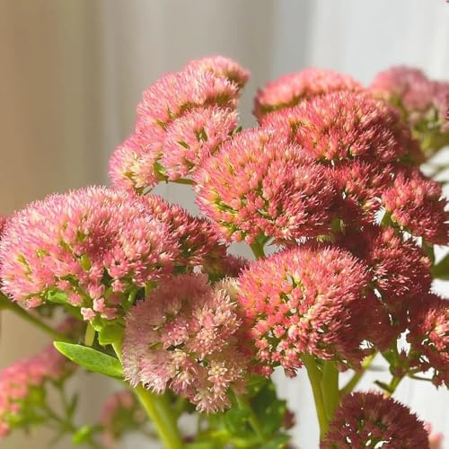 fetthenne sedum bodendecker winterhart mehrjährig balkonpflanzen frühling gartenkräuter blumensaat blumensamen wildkräuter indoor garten gartenblumen mehrjährig winterhart wildblumen 130samen