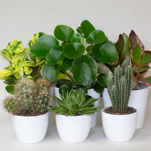 6 x Water Saving House Plant Mix - Succulent & Cactus Plants, Great Gifts for Students, Money Plants Indoor in 13cm Pots (Plastic Pots)