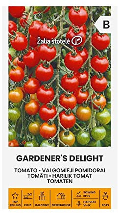 Zalia stotele | DÉLICE DE TOMATES des Graines | Graines de Légumes | Graines de Plantes | Graines de Jardin | 1 Paquet