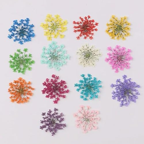 168 Stück gepresste getrocknete 15–20 mm Blumen Pflanze Herbarium für Schmuck, Postkarte, Einladungskarte, Lesezeichen, DIY