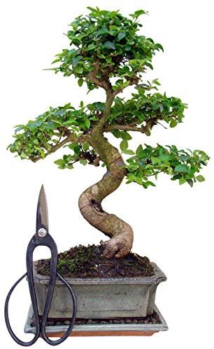 Genki-Bonsai Starterset Chinesischer Liguster ca. 30–35 cm – 3-teiliges Bonsai Komplettset mit Schere & Untersetzer – pflegeleichter Indoor-Zimmerbonsai für Anfänger & Fortgeschrittene