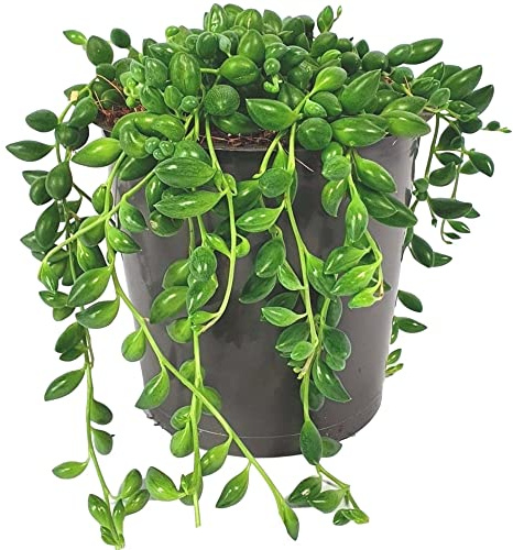 Planta Crasa Senecio Rosario Herreianus Planta Interior y Exterior, DECOALIVE