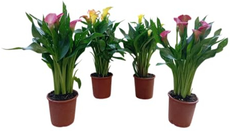 Set de Cuatro Calas Naturales Plantas Vivas con Flor Elegante para el Jardín o Maceta