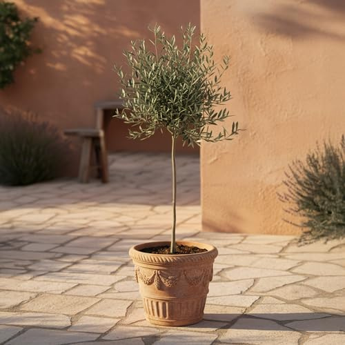 GardenersDream Olivenbaum Olea Europaea – Immergrüne Gartenpflanze im Topf – Pflegeleichte mediterrane Pflanze für draußen – Ideal für Beete, Töpfe und Gartendekoration (60–70 cm inkl. 17-cm-Topf)
