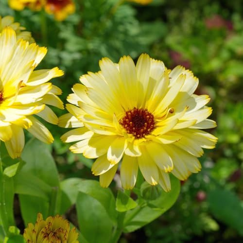 semi di calendula - ornamentali per zone soleggiate Decorazioni giardino per esterni decorazione organica balcone semi di tappezzanti, 750semi