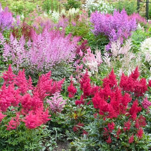 Bloomique - 3er - Set - Astilbe Fanal - Prachtspiere - Gartenpflanze - Reichblühend - Winterhart - Mehrjährig - Höhe 10-20 cm - Topf 9 cm