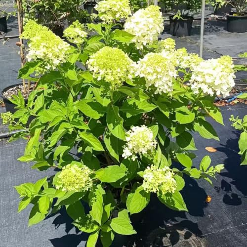 ortensia pannocchia - giardino balcone interno balcone primavera semi di 55pcs